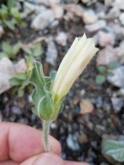 Calystegia malacophylla malacophylla