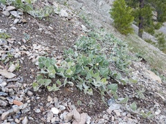 Calystegia malacophylla malacophylla