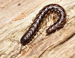 Phyllocladosoma dorrigense
