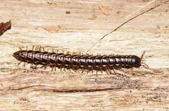 Phyllocladosoma dorrigense
