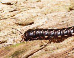 Phyllocladosoma dorrigense