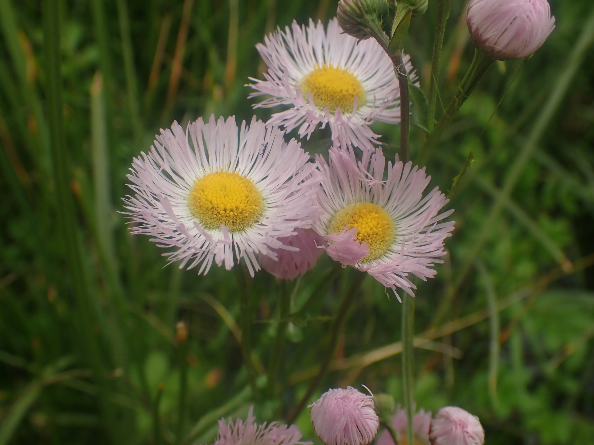 Erigeron philadelphicus var. glaber