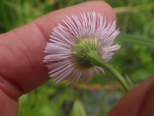 Erigeron philadelphicus