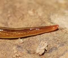 Caenoplana citrina