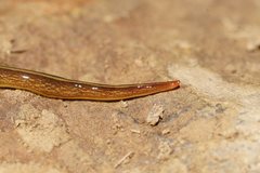 Caenoplana citrina