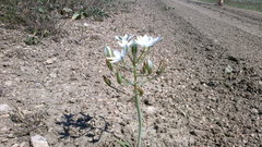 Ornithogalum navaschinii