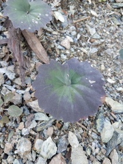 Cardamine pachystigma dissectifolia