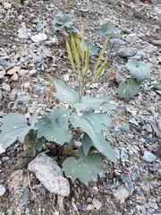 Cardamine pachystigma dissectifolia