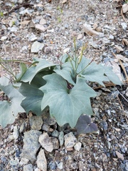 Cardamine pachystigma dissectifolia
