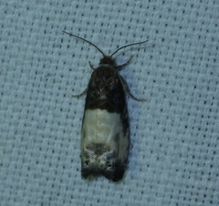 Notocelia cynosbatella