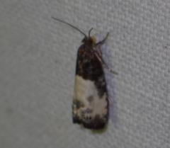 Notocelia cynosbatella