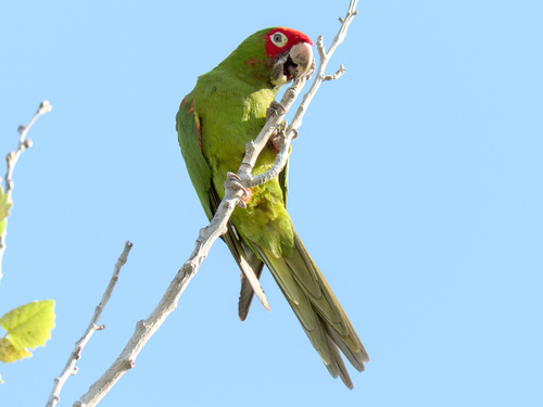 Aratinga de Guayaquil (Psittacara erythrogenys)