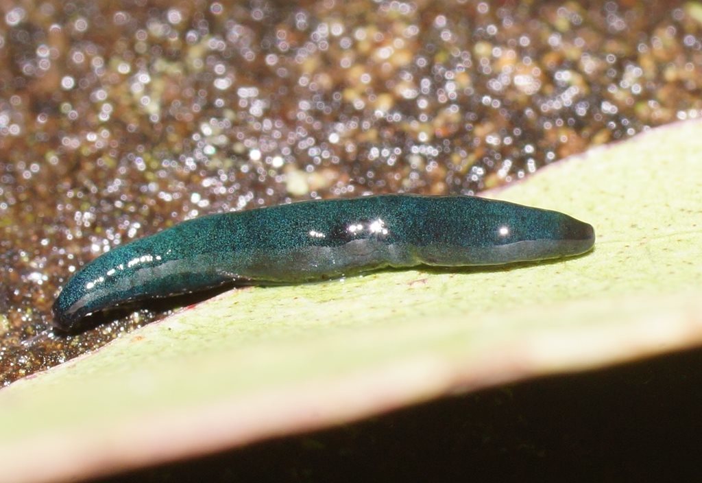 Parakontikia melanochroa
