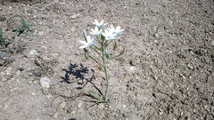 Ornithogalum navaschinii