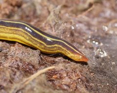 Caenoplana variegata