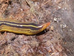 Caenoplana variegata