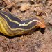 Two-tone Planarian - Photo (c) Reiner Richter, some rights reserved (CC BY-NC-SA), uploaded by Reiner Richter