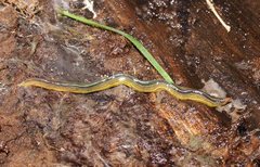 Caenoplana variegata