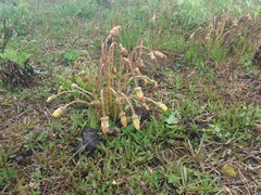 Tussilago farfara