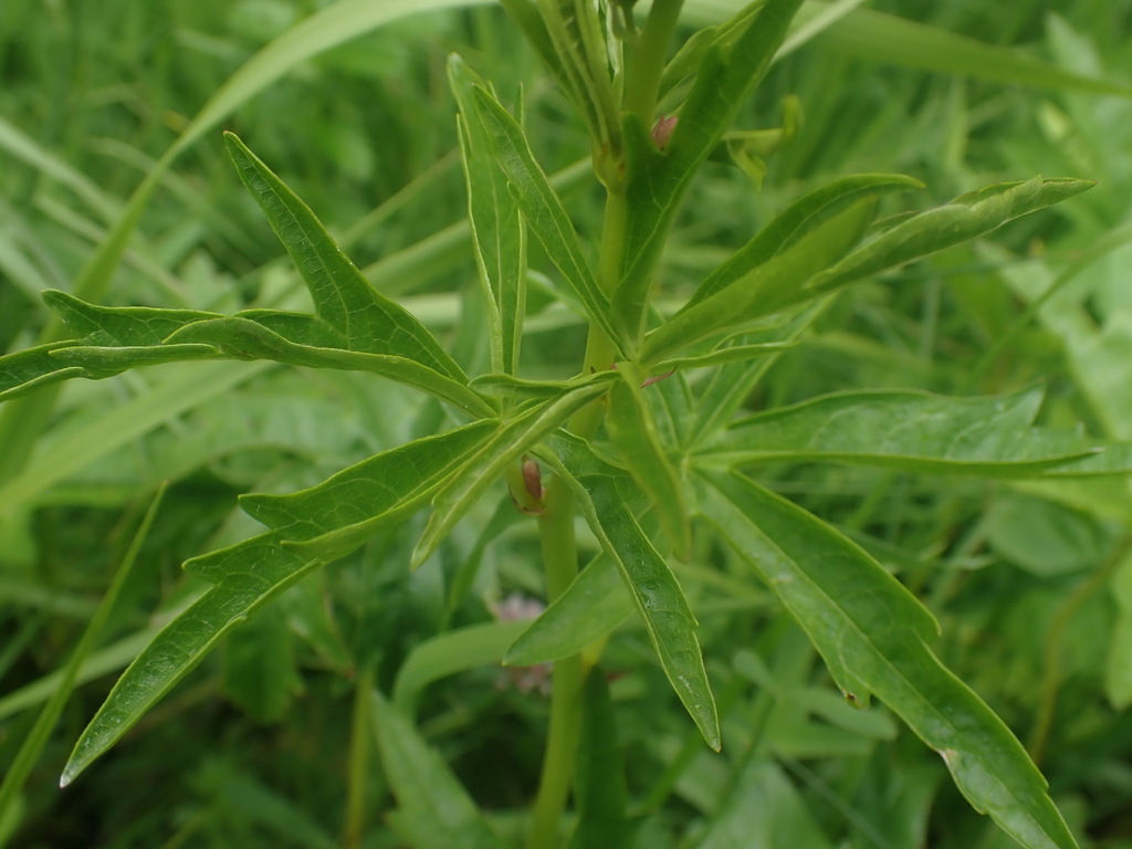 Sidalcea hendersonii; photograph author not stated, no rights reserved