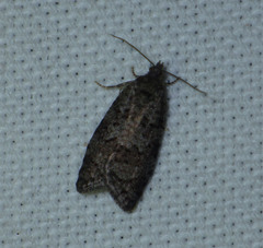 Cnephasia incertana
