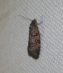Cnephasia incertana