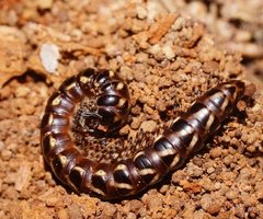 Phyllocladosoma dorrigense