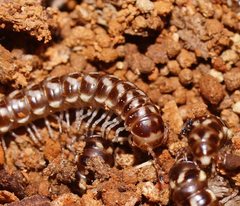 Phyllocladosoma dorrigense