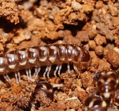 Phyllocladosoma dorrigense
