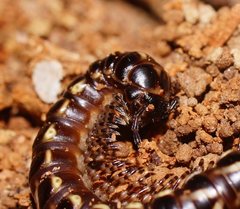 Phyllocladosoma dorrigense
