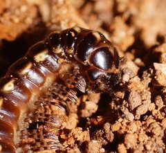 Phyllocladosoma dorrigense