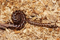 Phyllocladosoma dorrigense