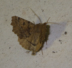 Odontopera bidentata