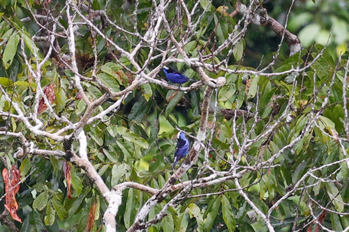 Opal-crowned Tanager (Tangara callophrys), photo 6