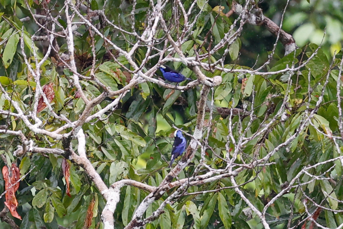 Opal-crowned Tanager (Tangara callophrys), photo 8