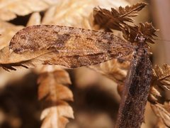 Kempynus millgrovensis