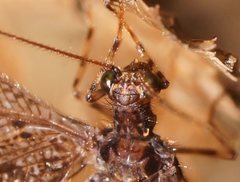 Kempynus millgrovensis