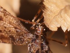 Kempynus millgrovensis