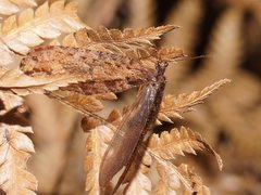 Kempynus millgrovensis