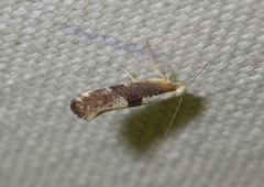 Argyresthia spinosella