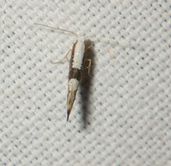 Argyresthia spinosella