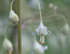 Heuchera micrantha diversifolia
