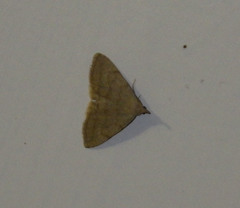 Pechipogo strigilata