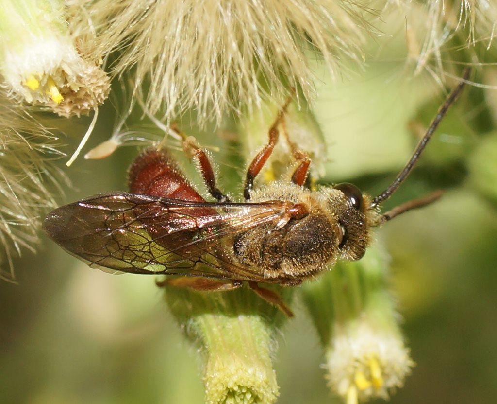 Lasioglossum sulthica