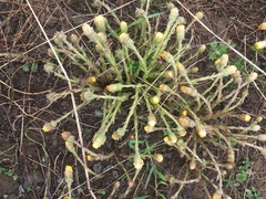 Tussilago farfara