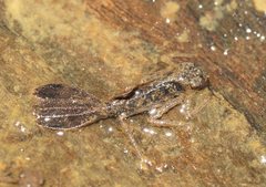 Austroargiolestes icteromelas