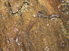 Austroargiolestes icteromelas