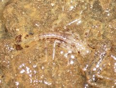 Austroargiolestes icteromelas