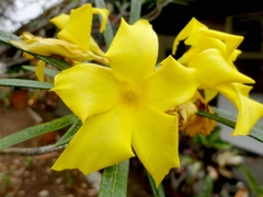 Cascabela thevetioides