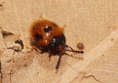 Stenotarsus commodus